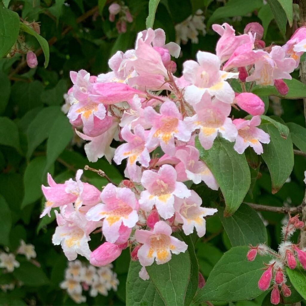 A bush of pink and white flowers and green leaves, known as a Beauty Bush.