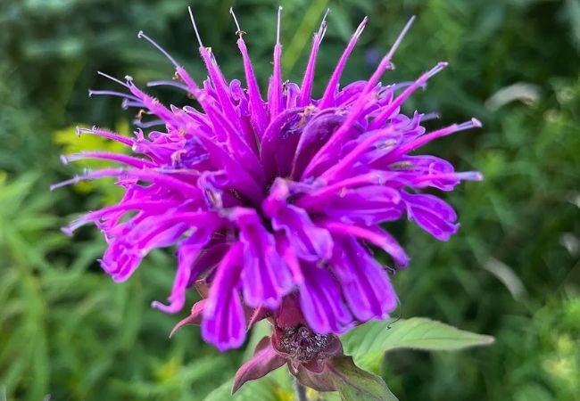 Beebalm Flower (Monarda) : A Colorful Addition to Your Garden