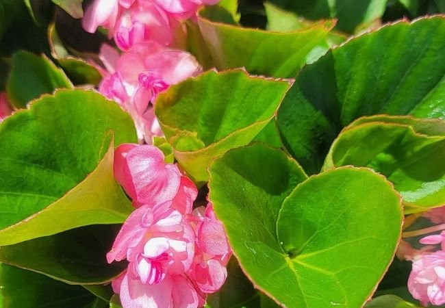 Begonia Flowers : A Colorful and Versatile Addition to Your Garden