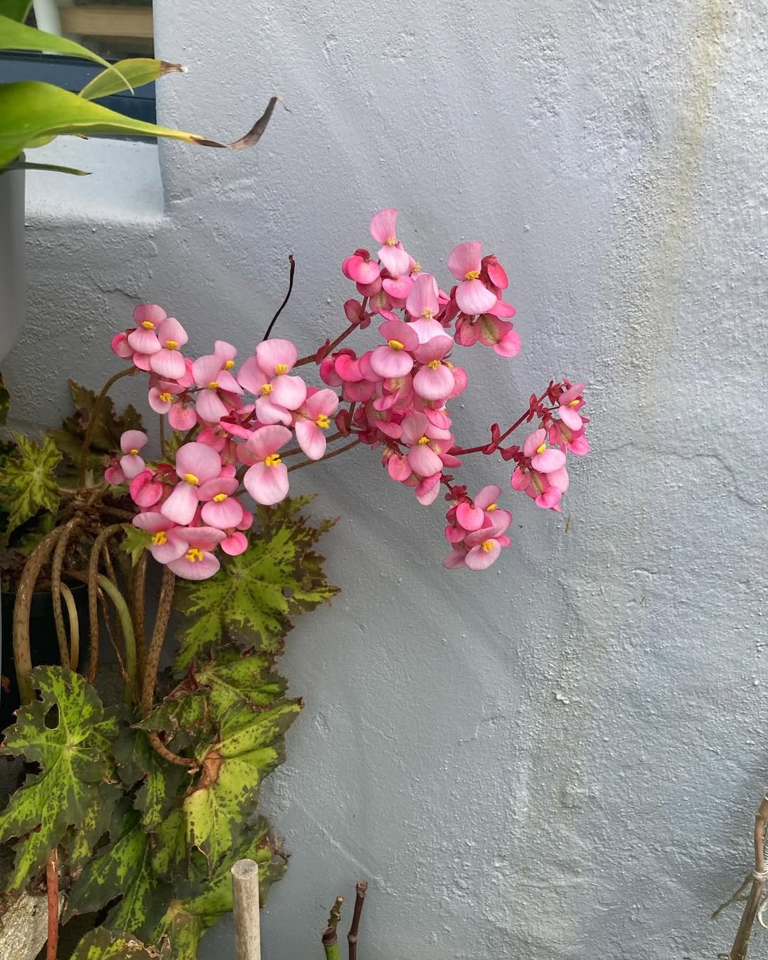 Explore begonia flowers with expert tips on care, types, and more. Learn why they’re turning brown, if they’re edible, and how to grow them in the USA!