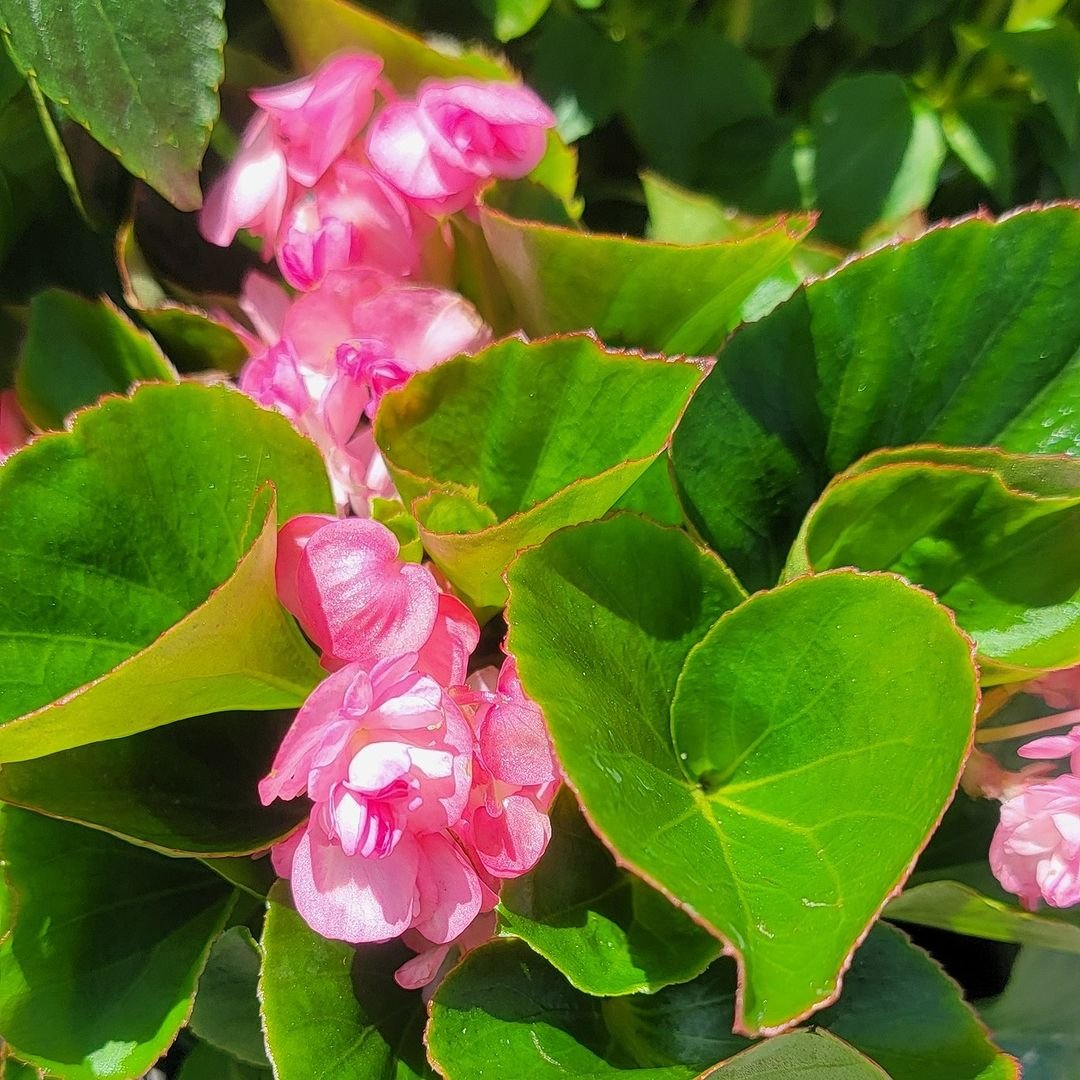  An image of begonia flowers featuring vibrant pink blooms and fresh green foliage.