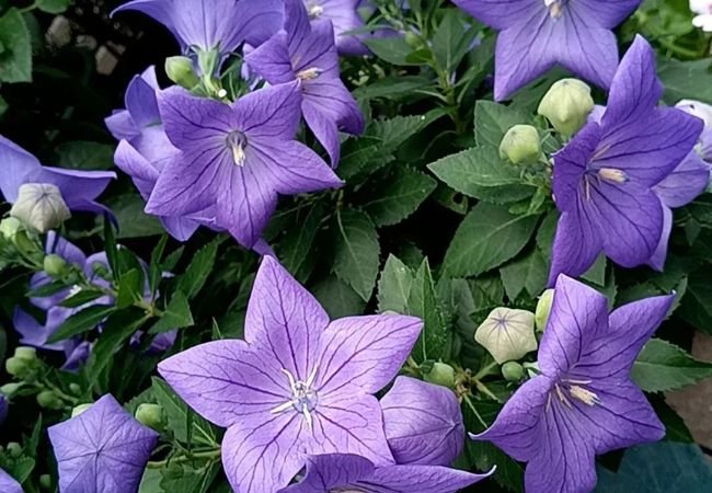 Bellflowers: Adding Charm to Your Garden with Lovely Blooms