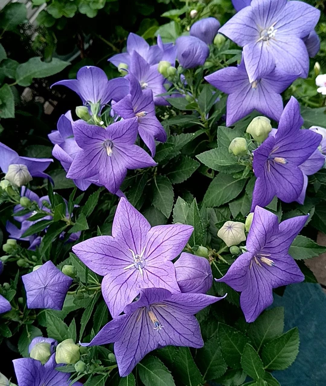 Bellflowers with purple blooms in a pot.
