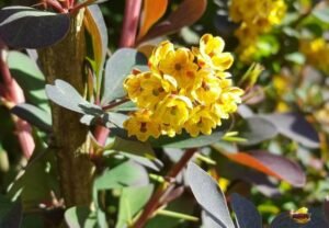 Berberis (Barberry): A Colorful and Useful Shrub for Your Garden