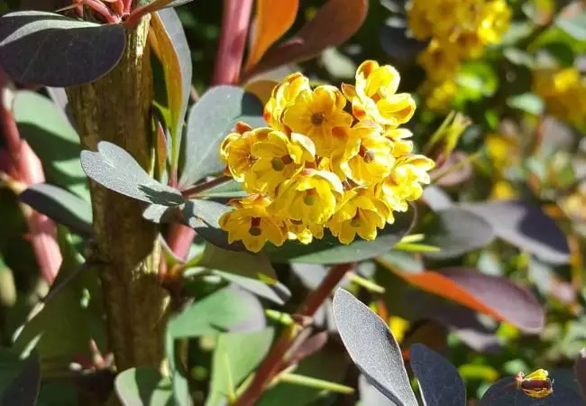 Berberis (Barberry): A Colorful and Useful Shrub for Your Garden