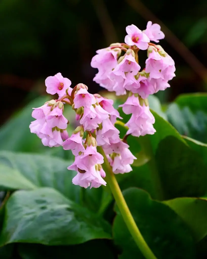  Pink Bergenia flowers in a garden.