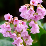 Bergenia : The Charming Pigsqueak Flower