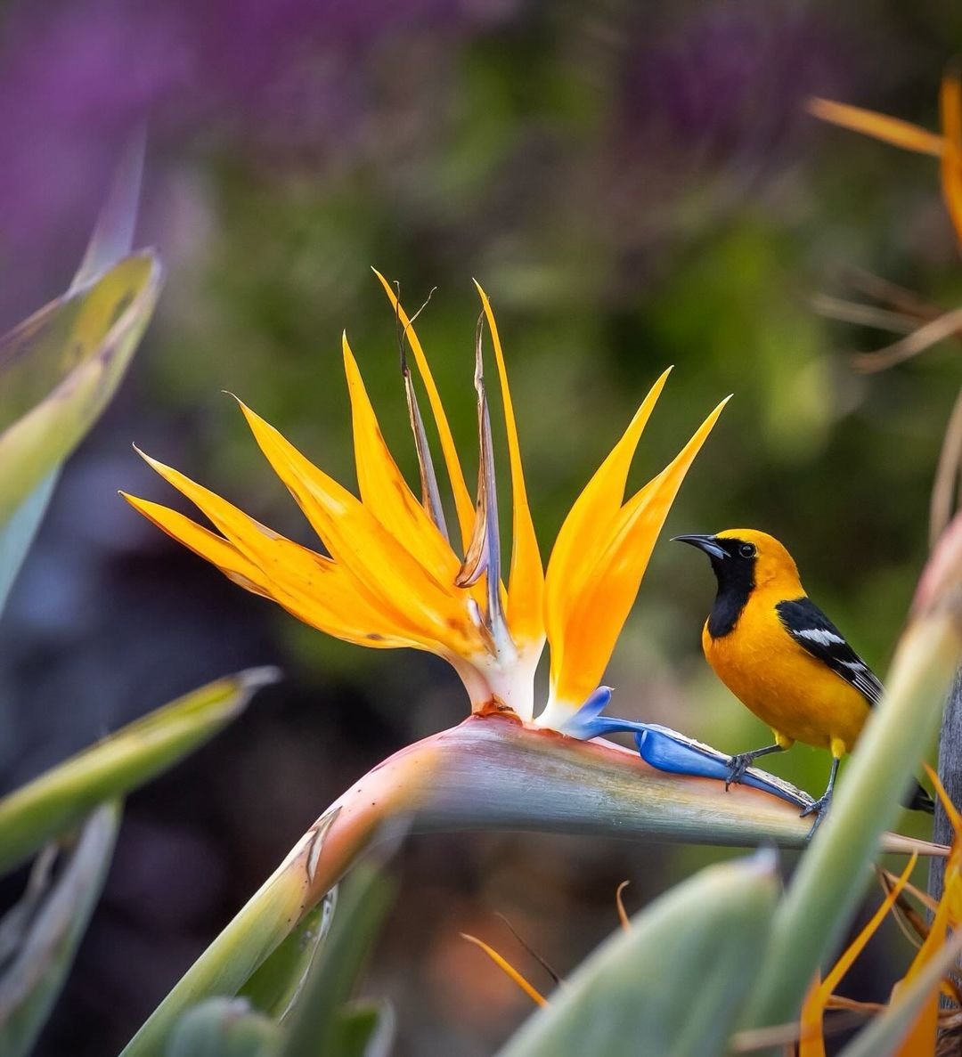 Floral arrangement featuring bird of paradise flower and yellow and black bird.