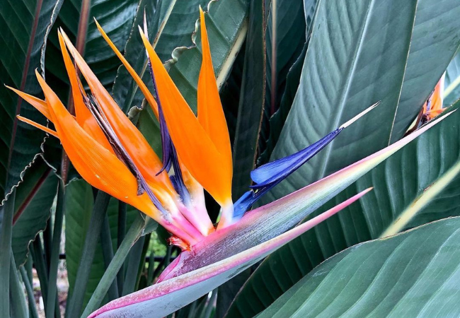 Bird of Paradise(Strelitzia reginae) : Growing Exotic Beauty at Home