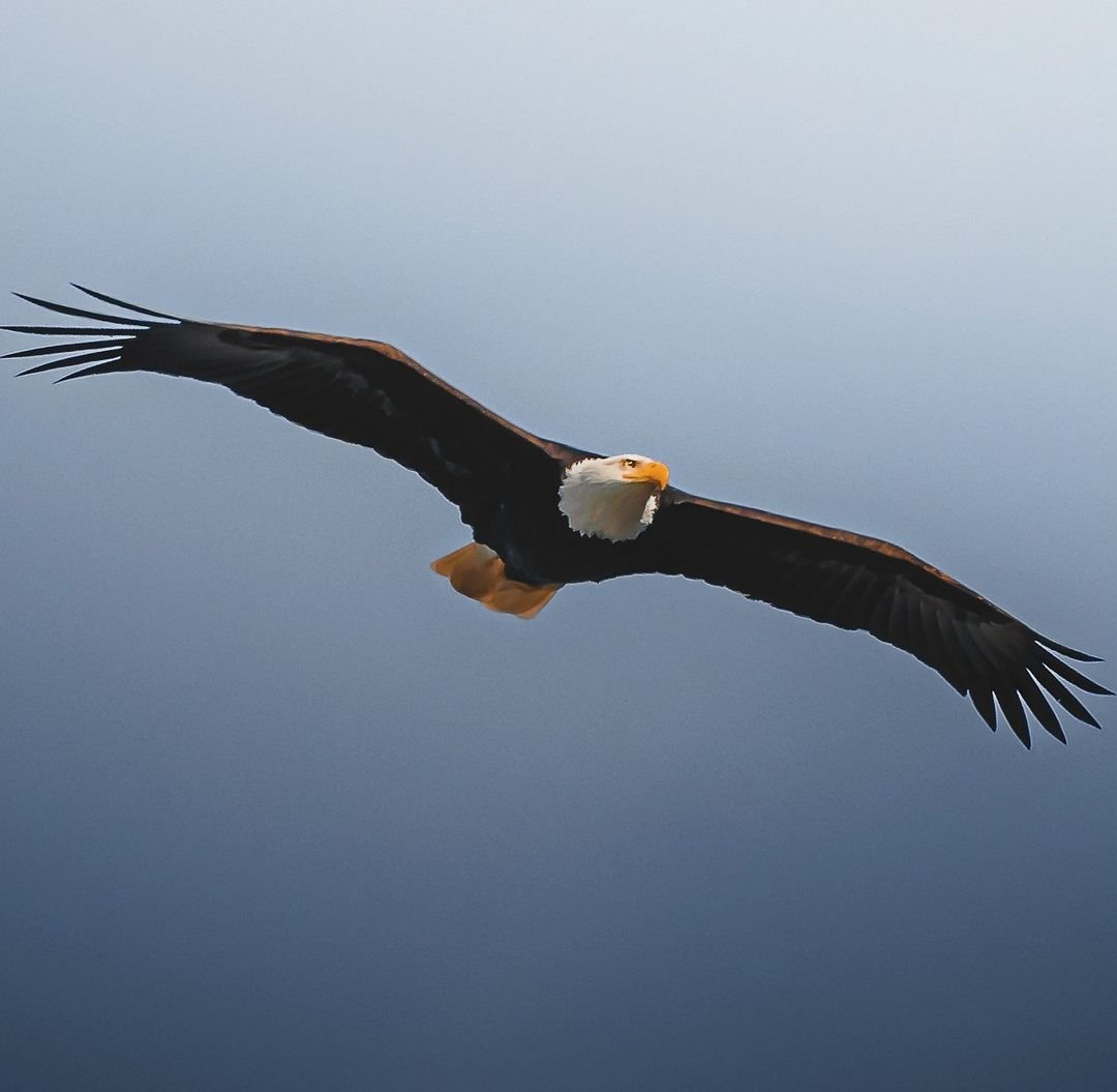 Graceful bald eagle gliding through the air.