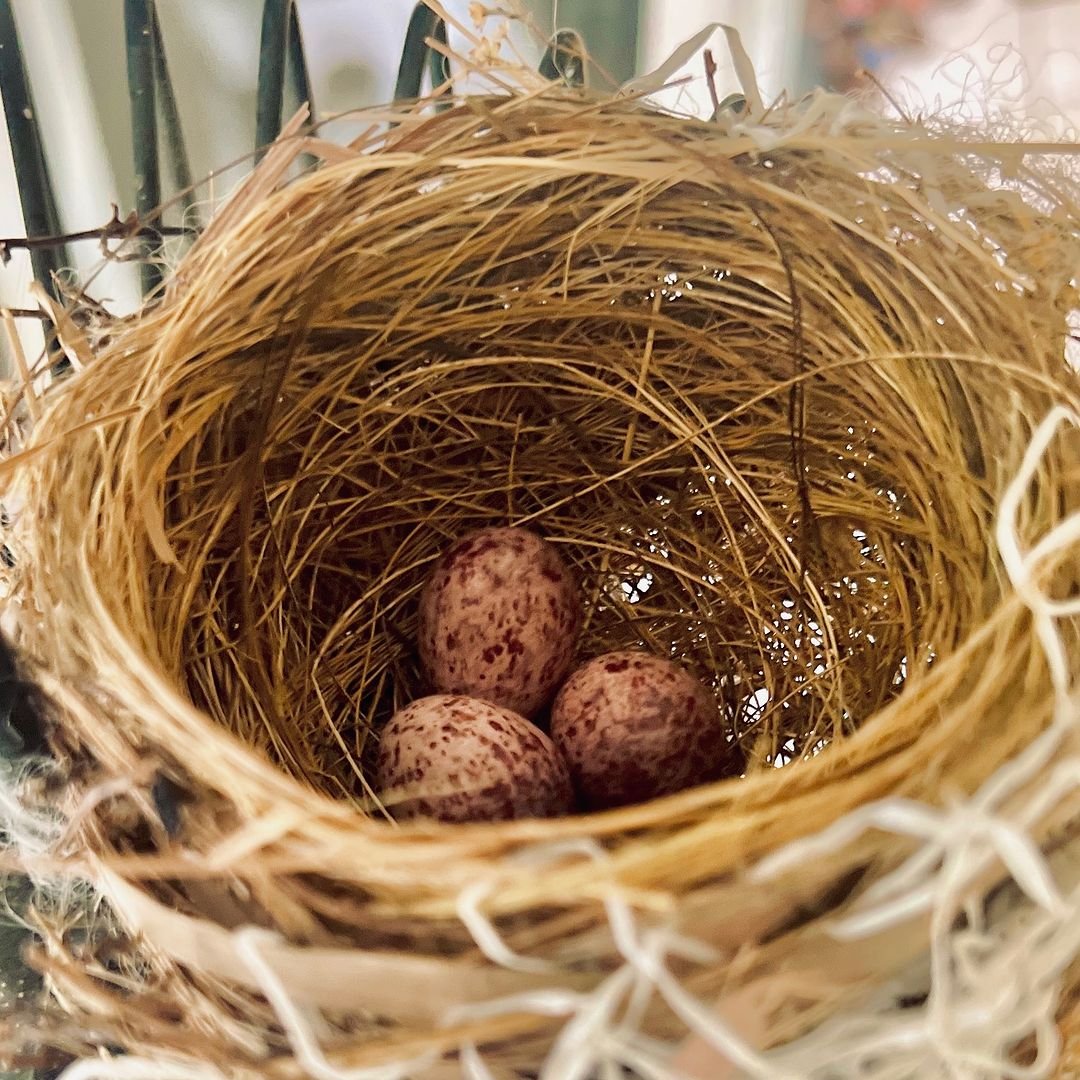  A bird nest with three eggs inside.