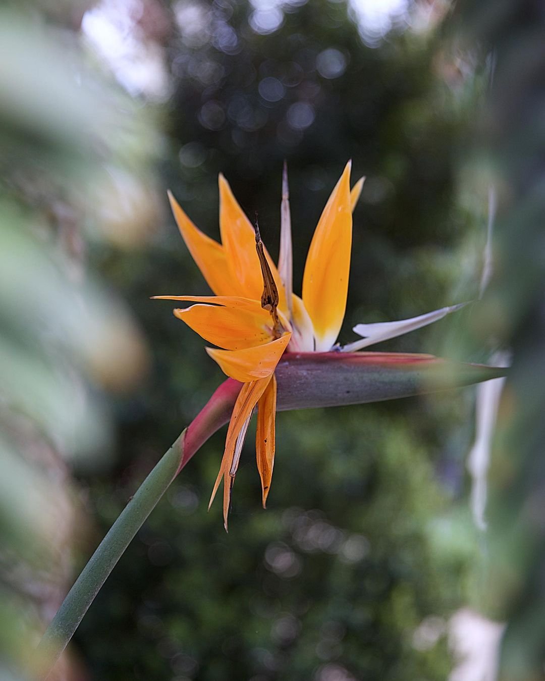 A close-up photo of a Bird of Paradise flower with vibrant orange and blue petals.