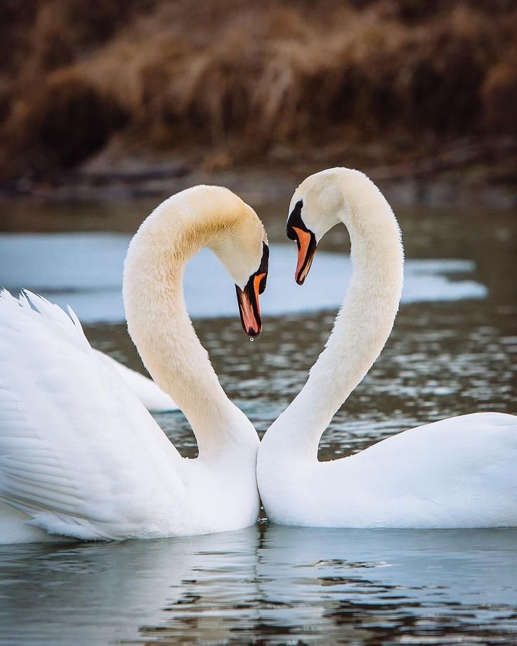 Swans in water forming heart shape with their bodies.