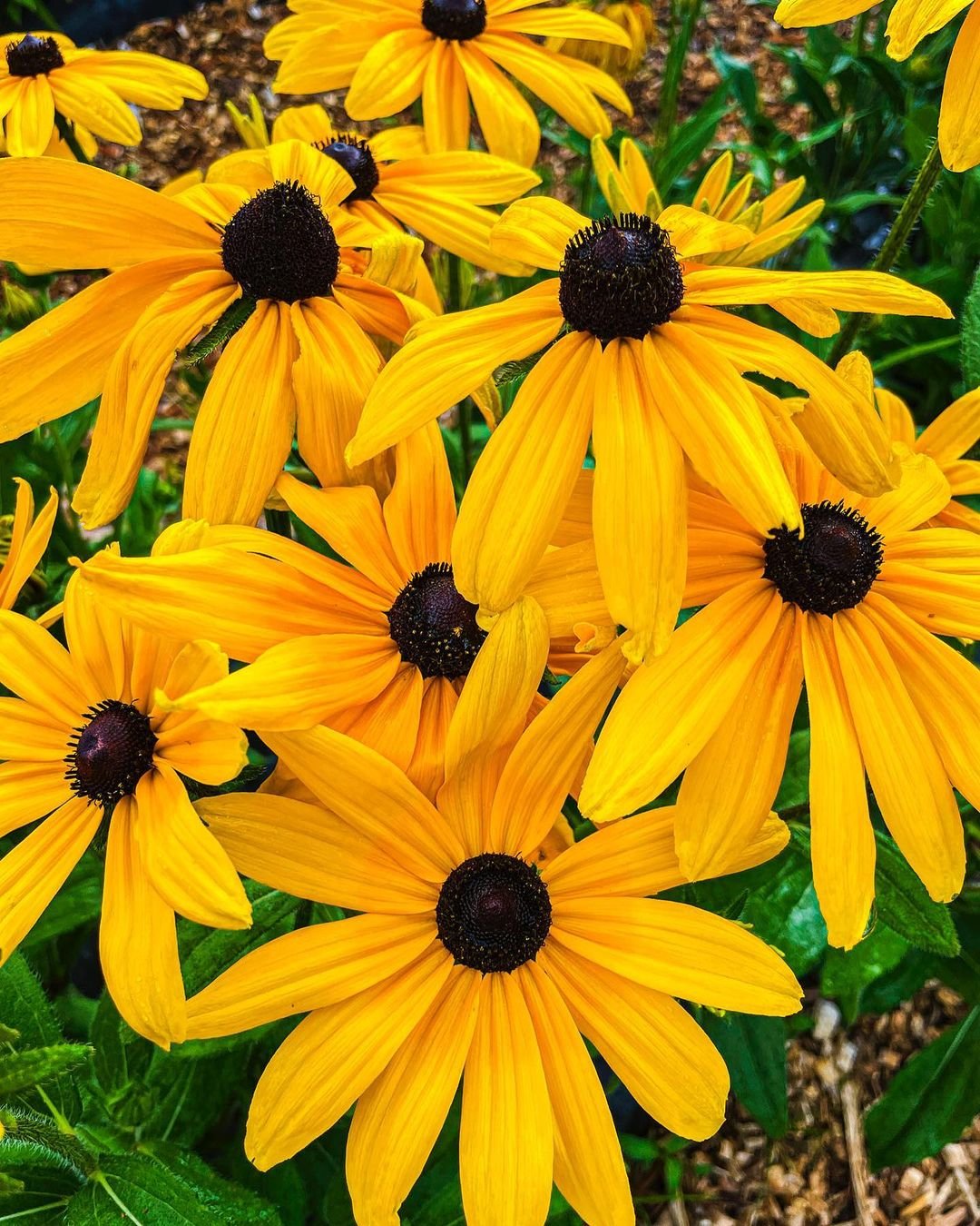 Cluster of Black-Eyed Susan flowers with yellow petals and black centers.