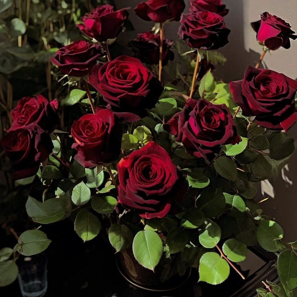 Dark Red Roses : Passion and Intensity