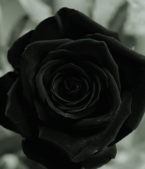 Elegant and mysterious, black roses symbolize power, elegance, and the enigmatic beauty of the unknown.