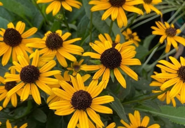 Black eyed Susan : Sunny Charm for Your Garden