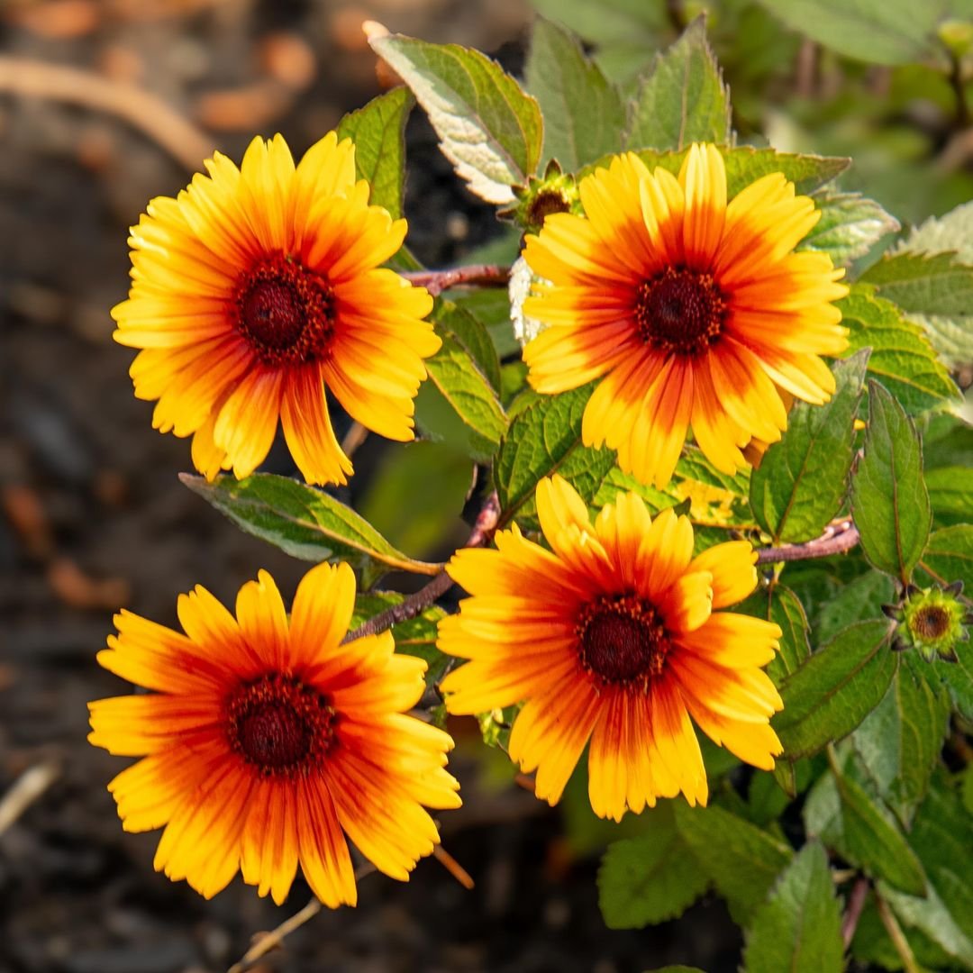  Yellow and red Blanket Flowers in a group, vibrant colors blooming together in a beautiful garden.