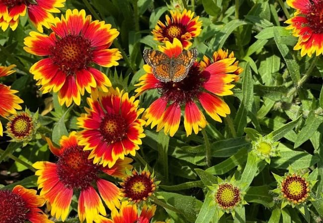 Blanket Flowers: Vibrant Garden Charmers