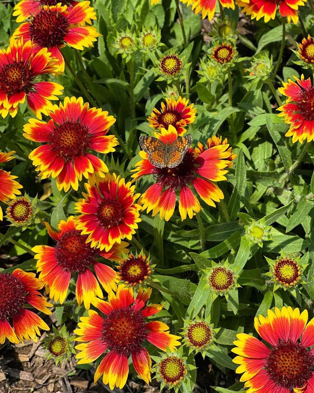 Garden scene with butterfly resting on a Blanket Flower.