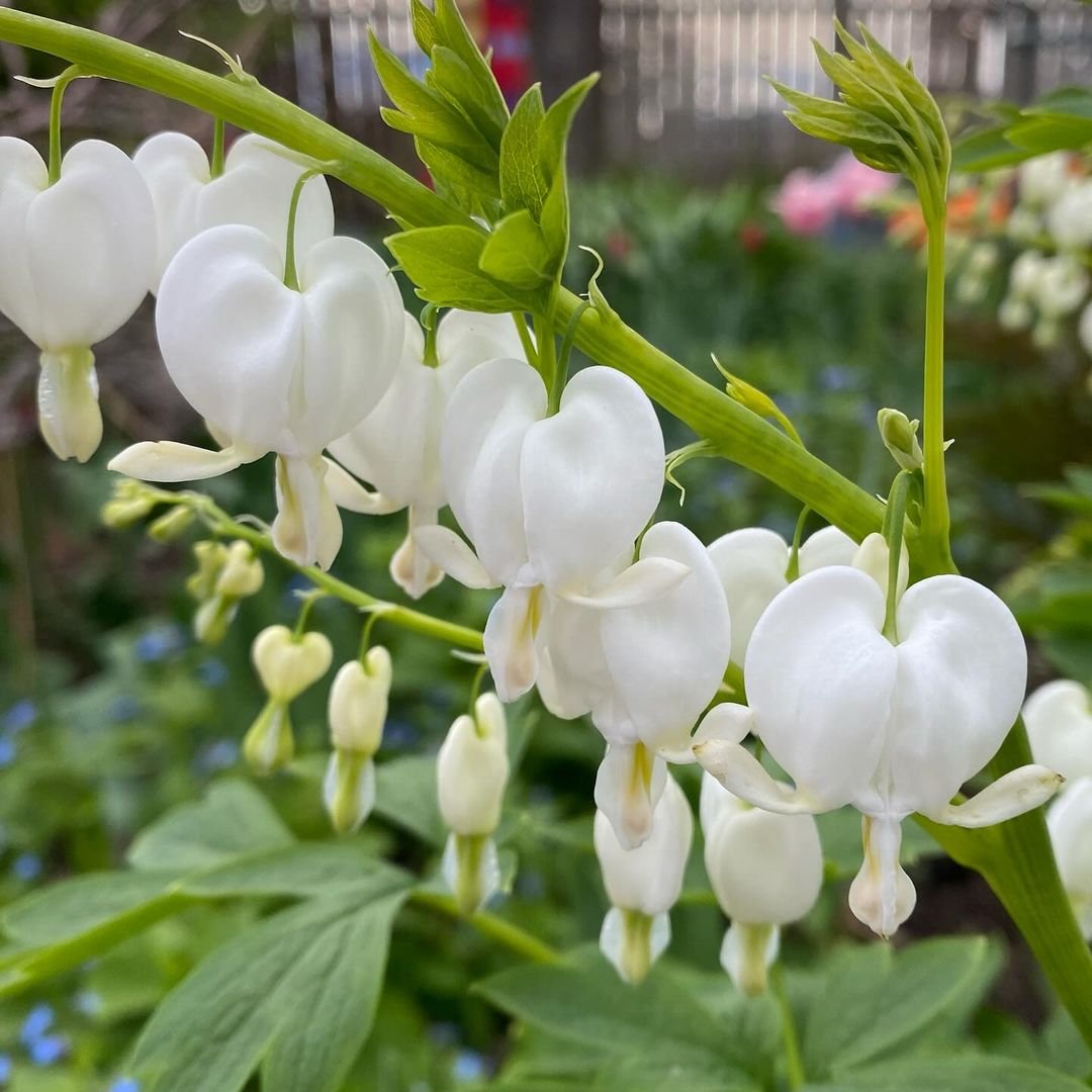 Blooming Bleeding Heart Flowers in the garden.