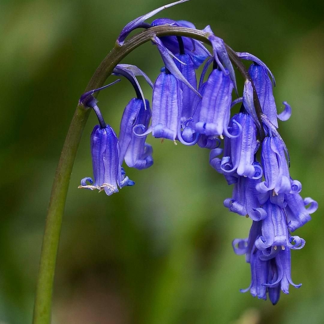 Bluebell flowers in full bloom in the garden.