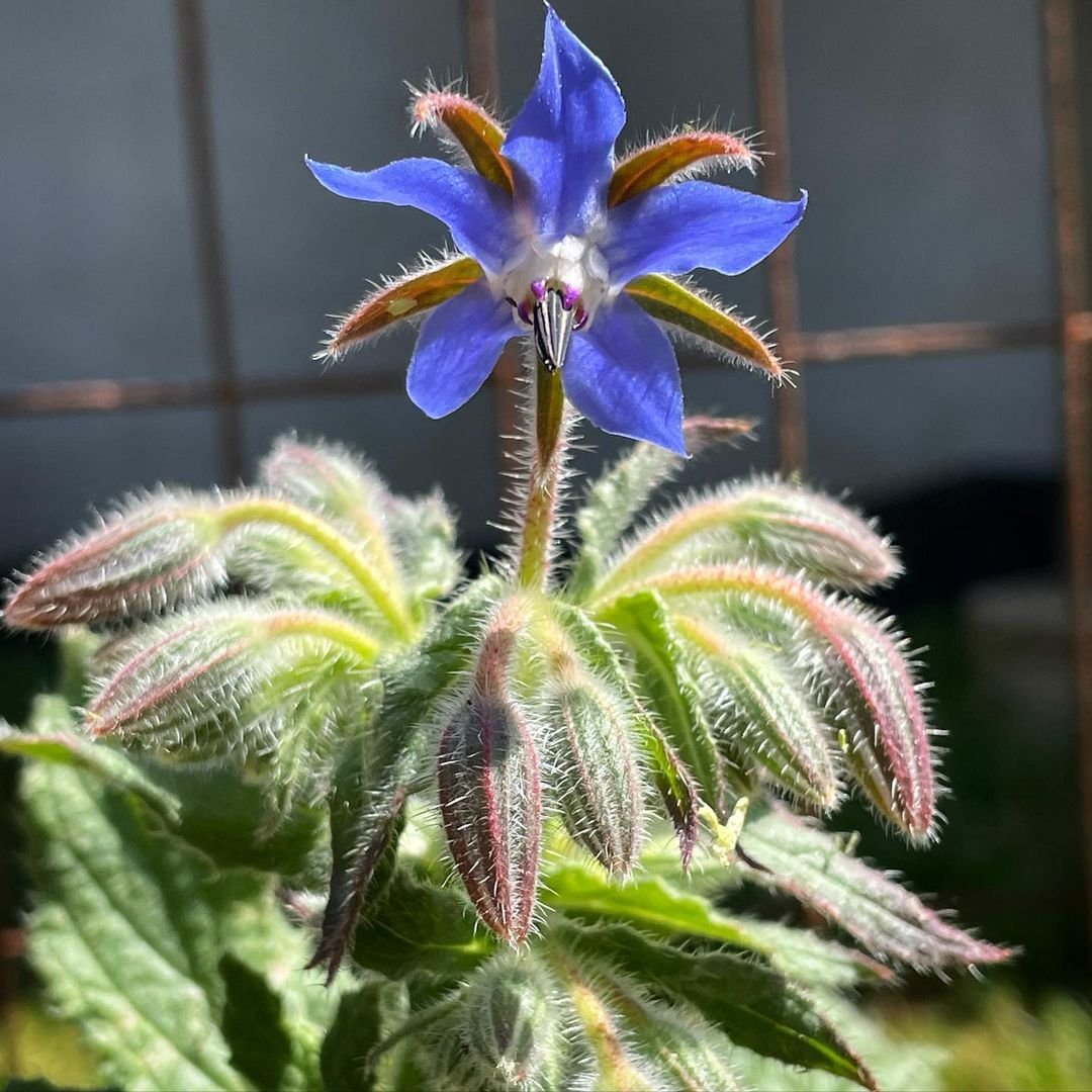  Blue borage flower with green leaves, known as Borage plant, adds a pop of color to the garden.