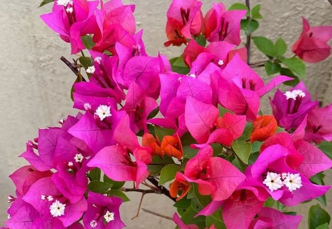 Bougainvillea (Paperflower): Add Color to Your Garden