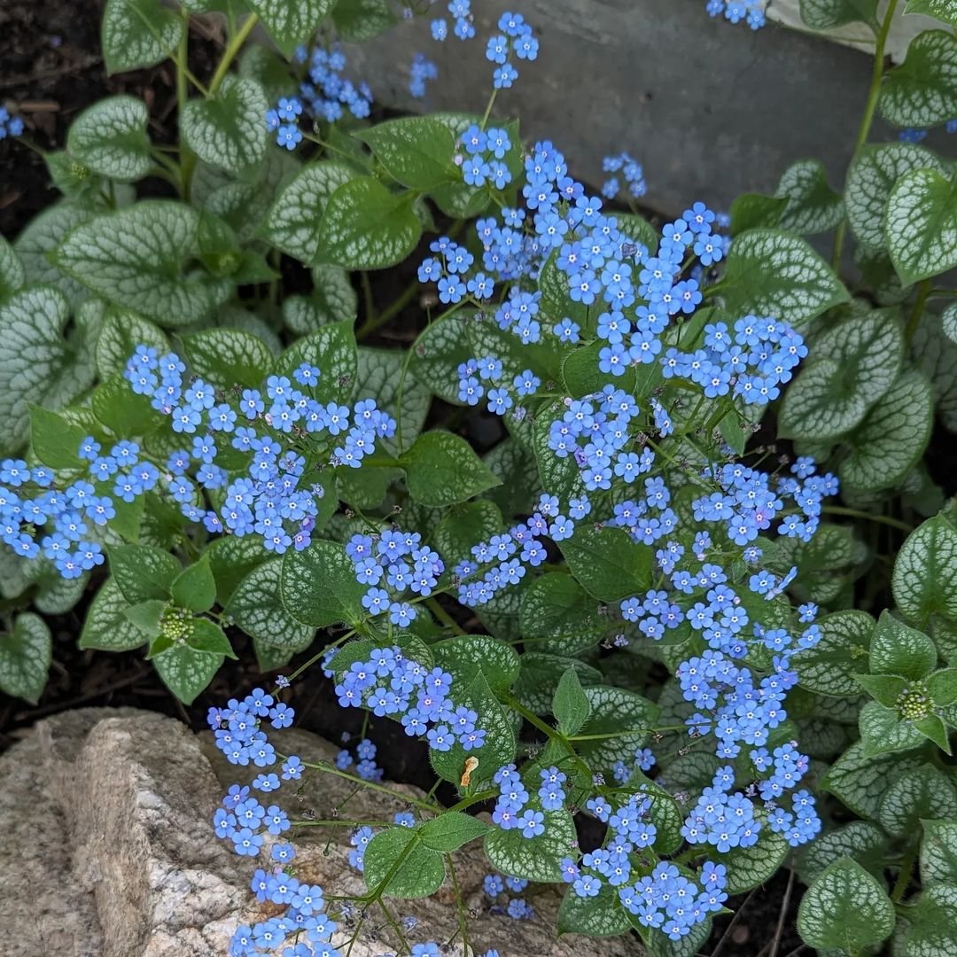 Blue Brunnera flower thriving on a rocky surface.