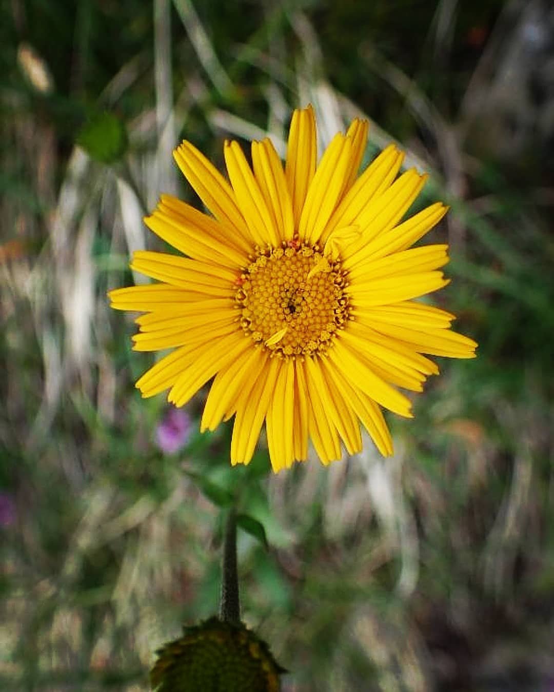 A yellow Buphthalmum flower with a bee collecting nectar.