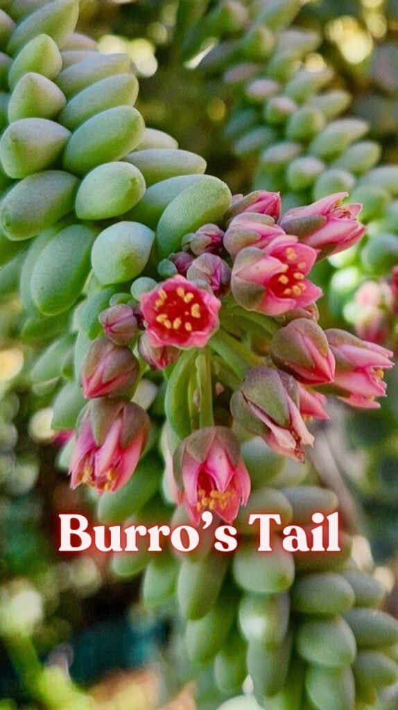 Burro’s Tail