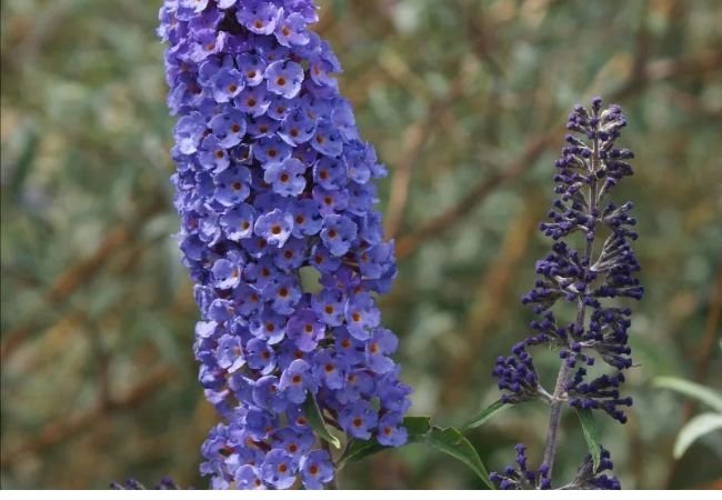 Butterfly Bush Flower : Everything You Need to Know