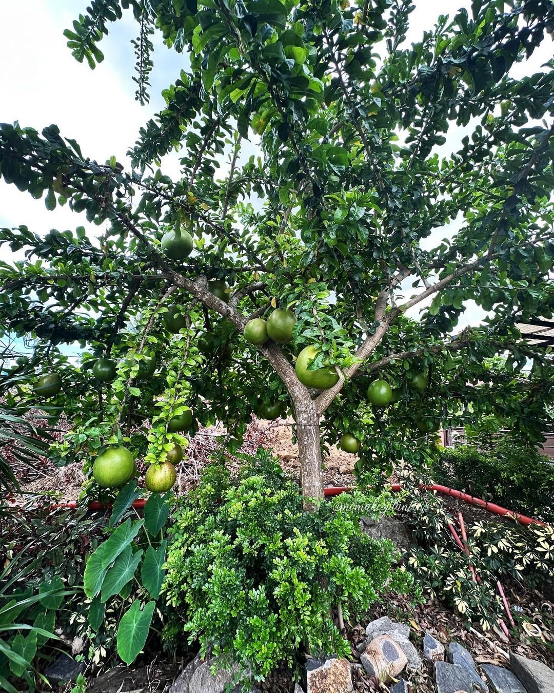 Garden scene featuring a Calabash Tree with fruit.