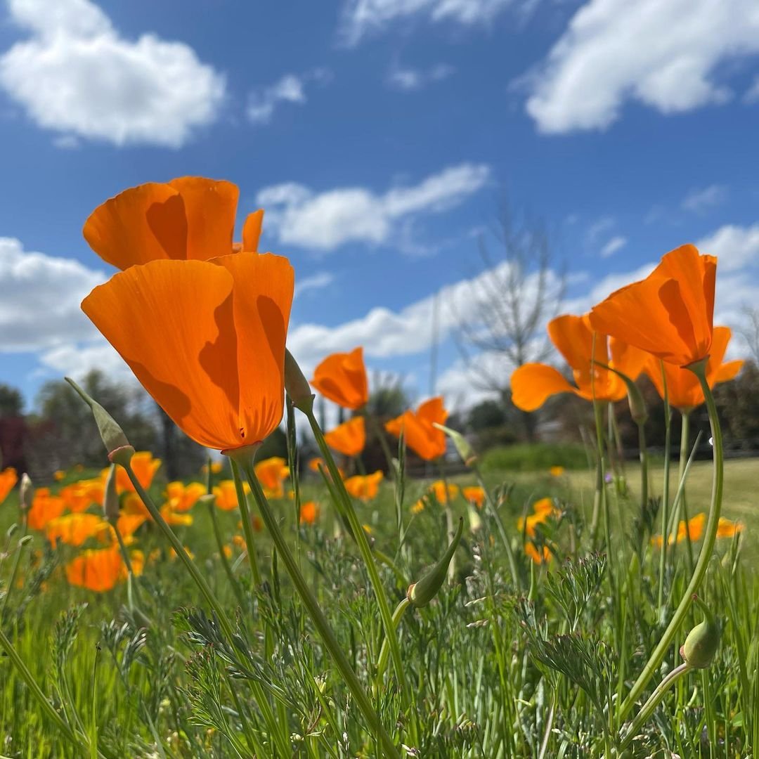 Scenic view of California Poppy field with bright orange flowers against blue sky.