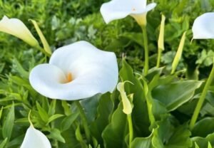 Calla Lily Flower: A Complete Guide for Garden Lovers