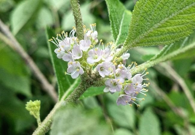 Callicarpa Flower : The Complete Guide to Growing Beautyberry