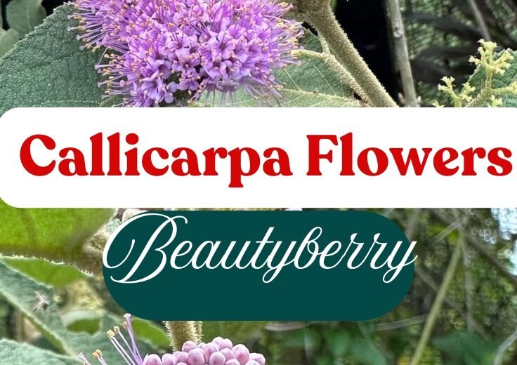 Callicarpa Flowers: Your Guide to Growing the Vibrant Beautyberry