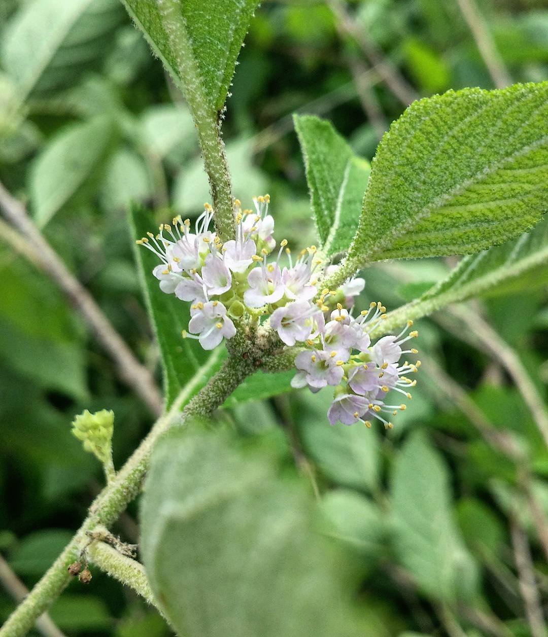 Purple Callicarpa flower with small petals.