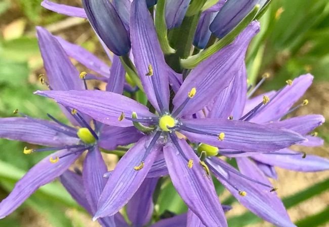 Camassia : Stars of the Spring Garden