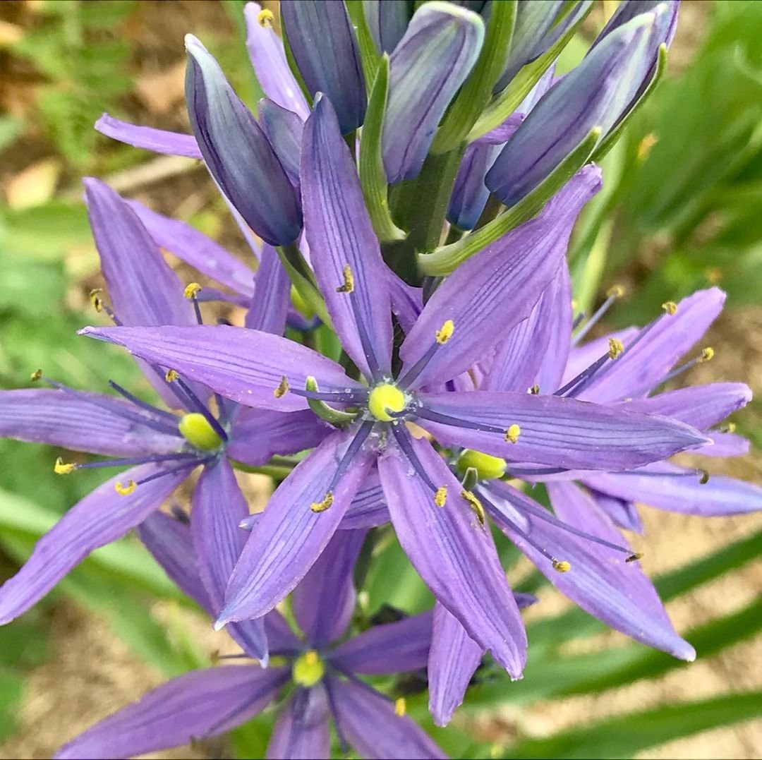 A garden scene featuring a blooming Camassia flower with purple petals and yellow centers.