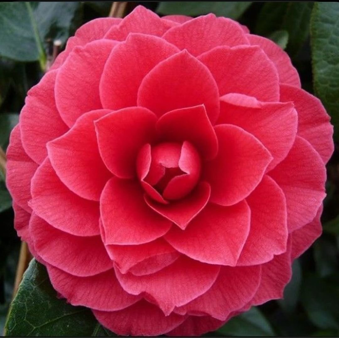 A vibrant red camellia flower surrounded by lush green leaves.