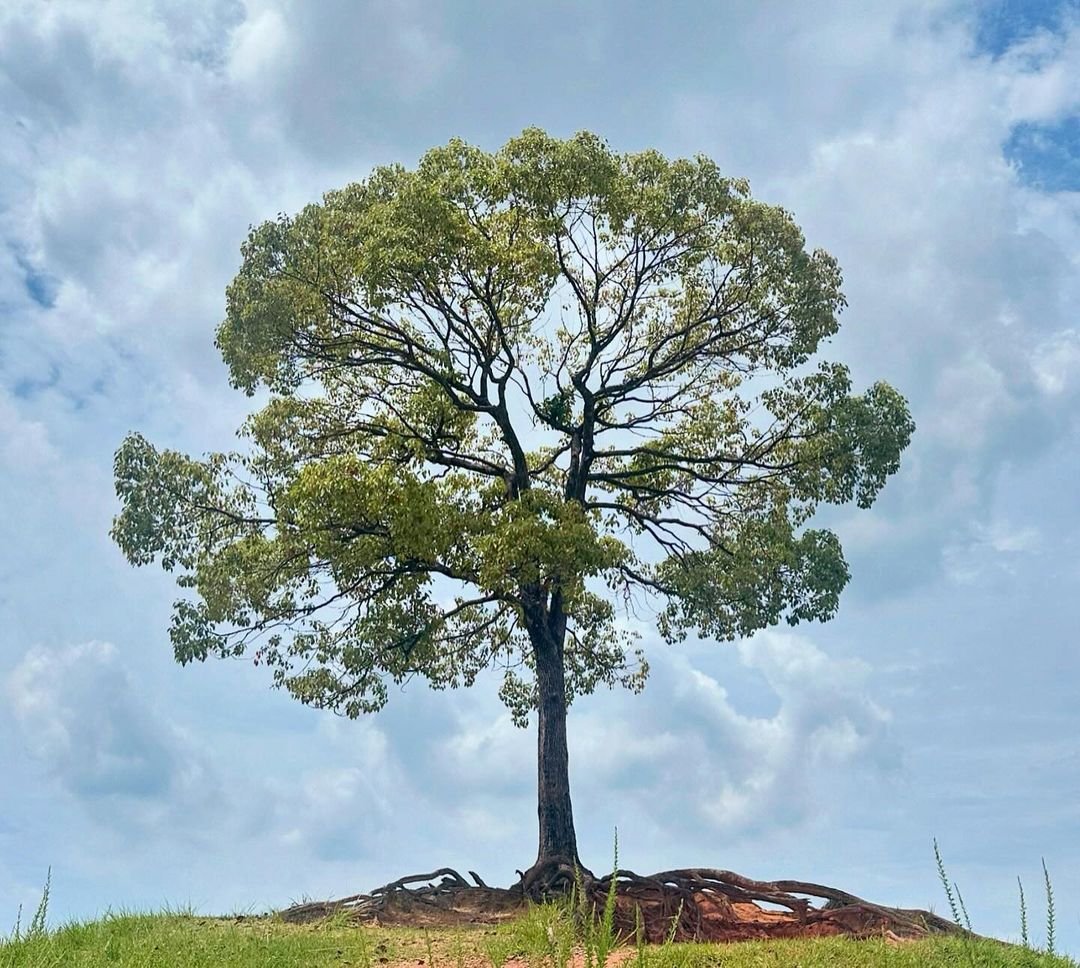  A majestic Camphor Tree standing alone on a hilltop.