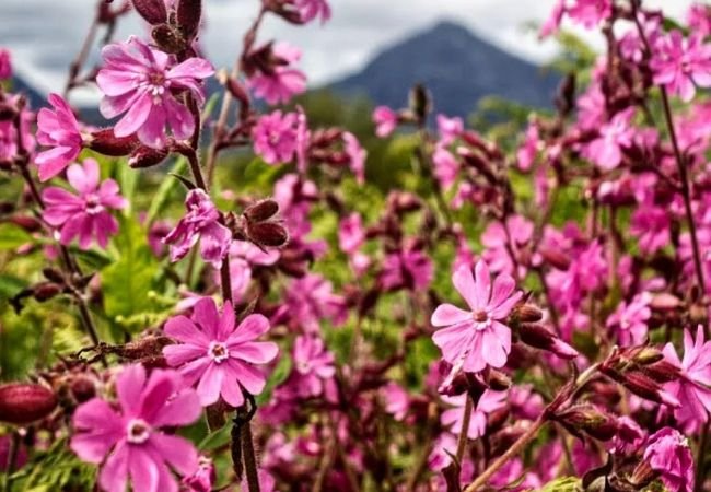 Campion Flower: A Charming Addition to Your Garden