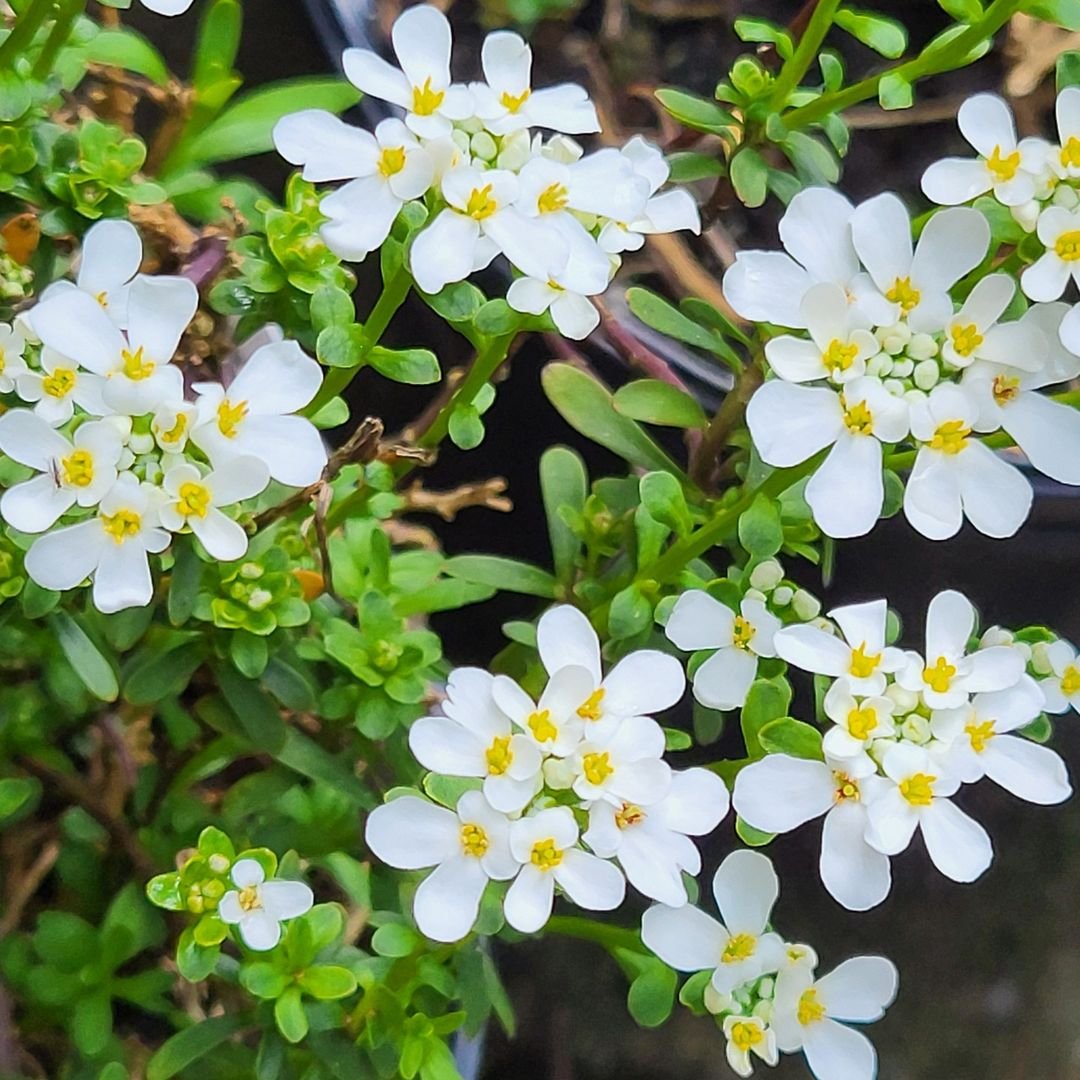 Image of Candytuft plant with white flowers in a pot.