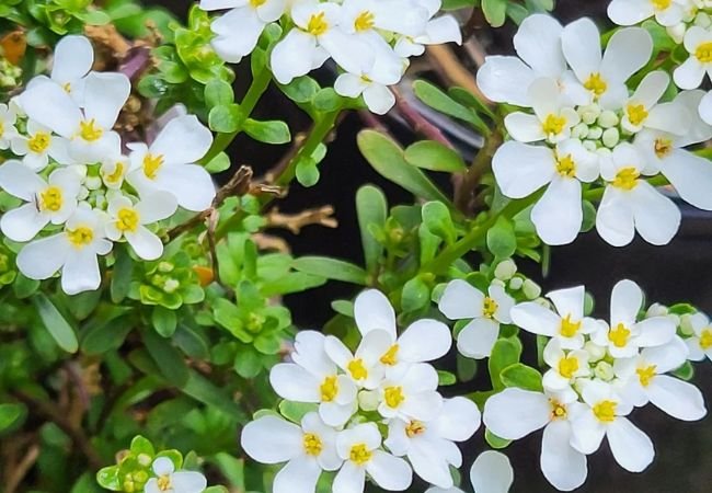 Candytuft : A Sweet Addition to Your Garden