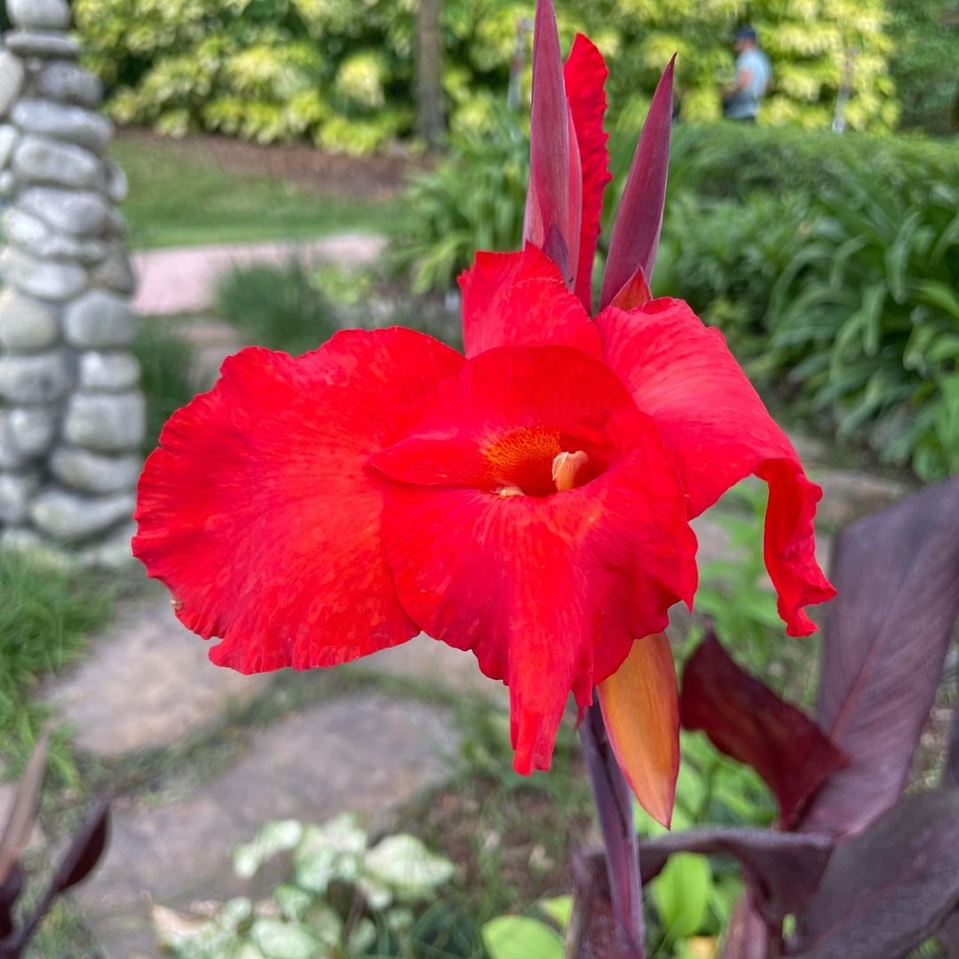 Red Canna Lily flower with green stem in garden.
