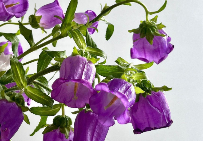 Canterbury Bell: Charming Bell-Shaped Blooms for Your Garden