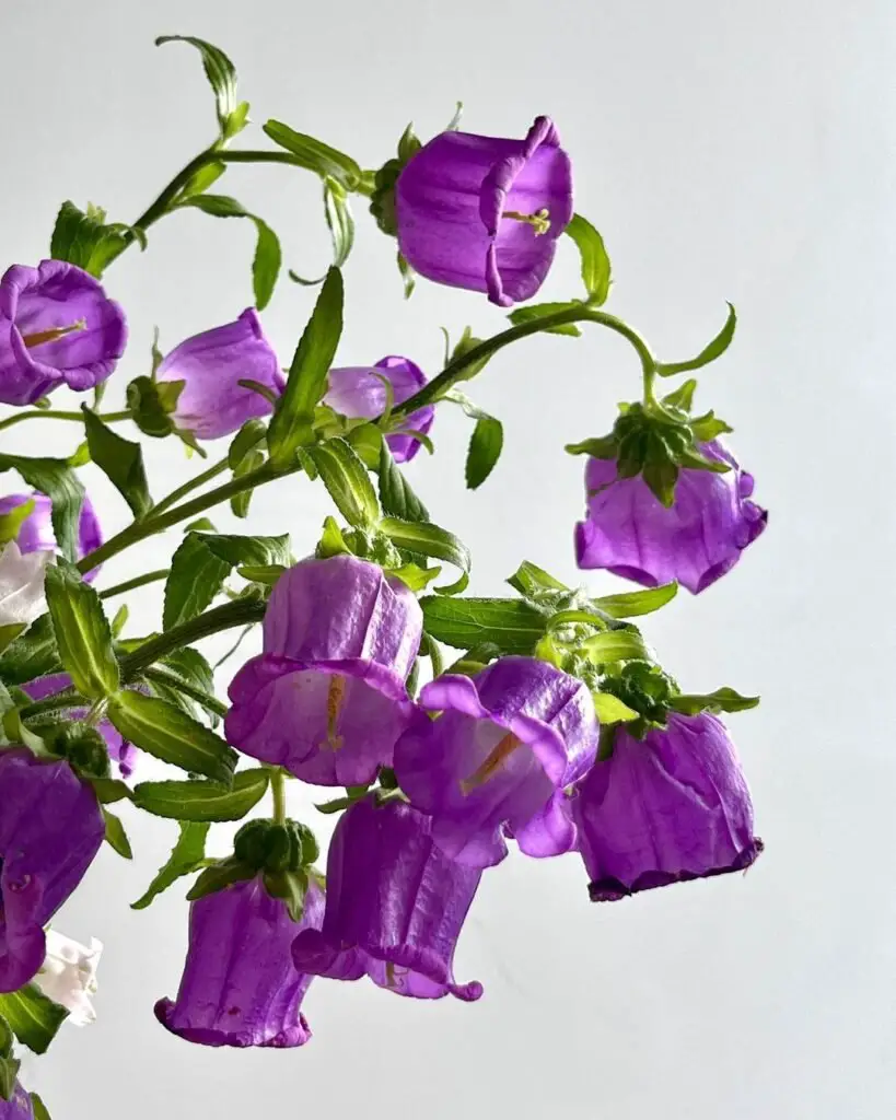 Purple Canterbury Bells in a vase on white background.