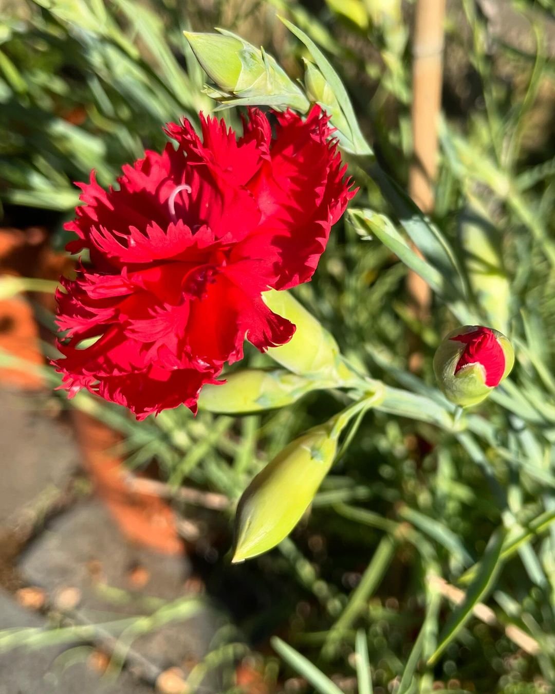 Red carnation blooming in garden.