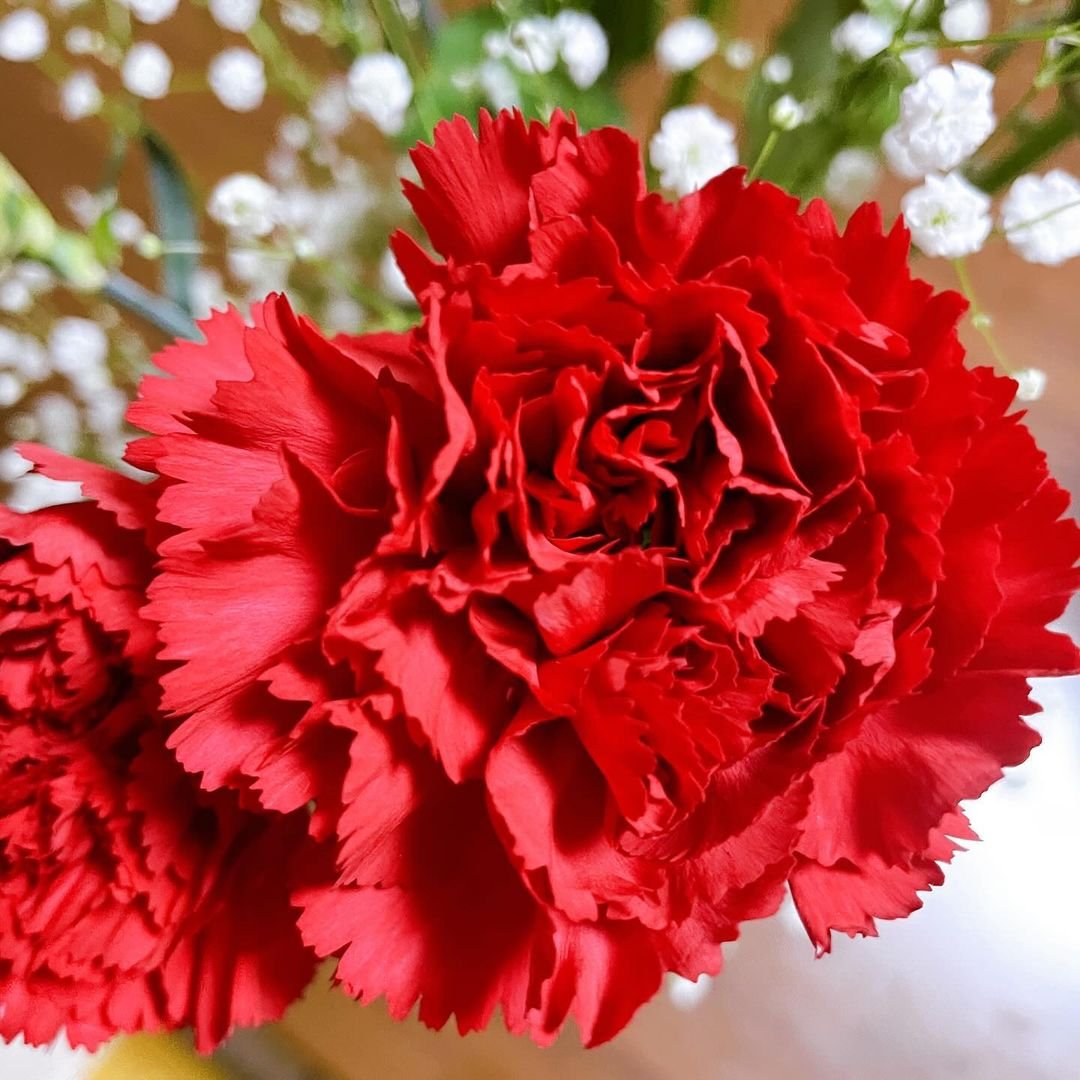 Two vibrant red carnations in close-up view.